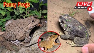 🐸Boing boing catching froggy funny  wep wep catch frogs make you laugh fannyvideo frog shorts p7 [upl. by Ecnaralc958]