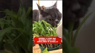 Sabia que dá para cultivar graminha usando milho de pipoca saudefelina cuidadoscomgatos gatos [upl. by Shakespeare]