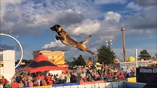 Belgian Malinois Amazing Athlete  Animalia [upl. by Morentz]