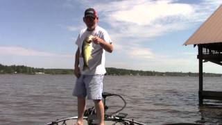 Bass Fishing Gantt Lake With A Bladed Jig [upl. by Aerehs205]