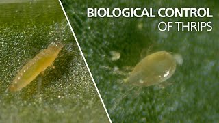 Biological control of thrips  Neoseiulus cucumeris [upl. by Amor]