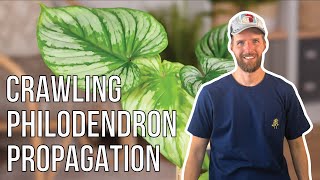 How to Propagate Crawling Philodendron  The Definitive Guide [upl. by Nnaed]