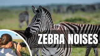 🦓 What sound does a zebra make [upl. by Barbarese]