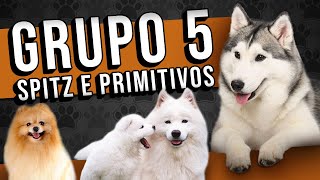 Spitz e cães do tipo primitivo  GRUPO 5 das raças canina [upl. by Nyvar648]