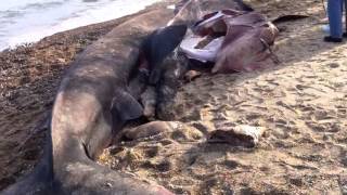 Basking Shark Dead on Westerly RI Shore [upl. by Stoops822]