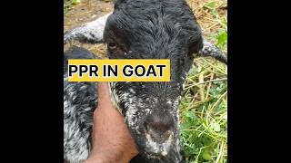 PPR DISEASE IN GOAT  உயிர் கொள்ளி நோய்  symptoms 🐐🐐 goat goats goatfarming goatfarm shorts [upl. by Eugirne]