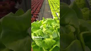 Boston butterhead lettuce 🥬🥬 boston lettuce hydroponics leafyvegitables soilless farming [upl. by Krysta794]