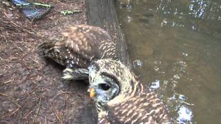 Owls  Monteen mcCord updates barred owl babies 070513 [upl. by Docia]