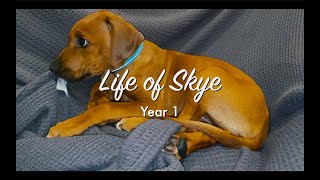 The first year of our Rhodesian Ridgeback puppy dog Skye [upl. by Eimaraj]