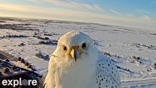 Gyrfalcon inspects camera  Birders Nerders dream come true to be this up close and personal [upl. by Ahsinej]