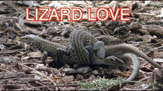 Whiptail Lizards Mating NARRATED [upl. by Nork996]