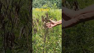 Do you KNOW the POISONOUS DOGBANE dogbaneshorts shortvideo poison plants gardening garden [upl. by Gabe48]