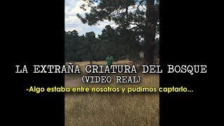 LA EXTRAÑA CRIATURA DEL BOSQUE VIDEO REAL [upl. by Spence]