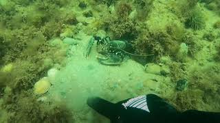 Spearfishinguvjagt  lobster hunting in Denmark Limfjorden April 2021 [upl. by Nyliahs]