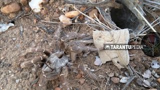 Finding a rear horned baboon spider while observing a leopard kill [upl. by Mcwilliams]