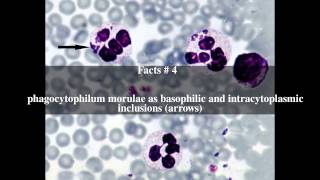 Anaplasma phagocytophilum Top  6 Facts [upl. by Mcquade303]