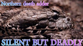 The deadly DEATH ADDER of Cairns North Queensland [upl. by Swetlana299]