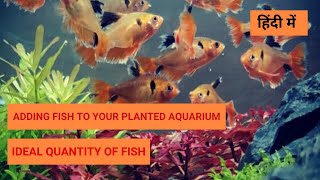 How to Add Fish To Your Planted Aquarium How much fish to have in a Fish Aquarium with Plants [upl. by Hovey125]