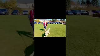 Goldendoodle vs bubbles dogsofyoutube goldendoodle funnydogs youtubeshort puppy [upl. by Nerok904]