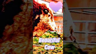 Behold the Beauty of the Hereford Cow cow cowvideos cows animalgraze viralshorts [upl. by Wooster]