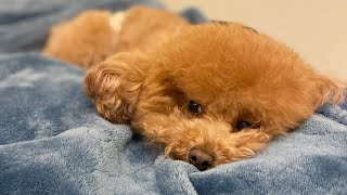 Our Toy Poodle is CRYING 😭 HOWLING every time we leave her [upl. by Comfort]