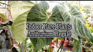 How to Care amp Cultivate Anthurium Regale Indoor Rare Plants [upl. by Ermin460]