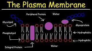 Fluid Mosaic Model of the Plasma Membrane  Phospholipid Bilayer [upl. by Marketa]