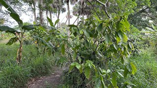 Cacao Harvest amp Other Food Forest Fruit Trees  March 25 2024 [upl. by Heigl]