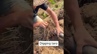 Digging taro 131 shorts plantingtips [upl. by Teirtza962]