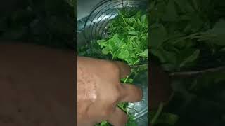 Kattha mitha chatni ke sath methi Paratha shortvideo shorts trending [upl. by Aromat]