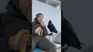 Banana 🍌 animal commonraven birds ravenbird воронгоша raven animals [upl. by Bride]