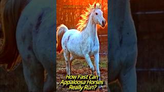 How Fast Can Appaloosa Horses Run [upl. by Cassella753]