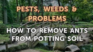 How to Remove Ants From Potting Soil [upl. by Aromas]