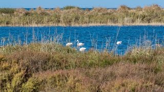 Embouchure de la Moulouya  Faune amp flore [upl. by Atiuqram]