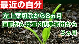 【肺がん直腸がん】再発手術から8ヵ月と３ヵ月で今の状況は？ [upl. by Fleda]