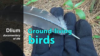 Groundliving birds Phasianidae [upl. by Coit]