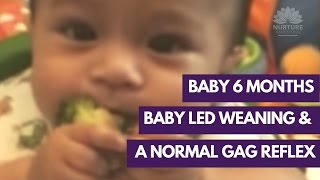 Baby led weaning and a normal gag reflex [upl. by Inglis470]