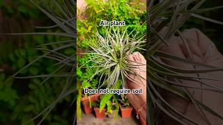 Air plant tillandsia shorts youtubeshorts airplants [upl. by Mauretta]