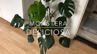 Stickling av Monstera Deliciosa [upl. by Dempster90]