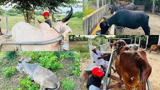 સિવાની પંખુડી Kankrej cow Banaskantha cow kankrejcow bharattharanikankrejcow farming animals [upl. by Mairem]