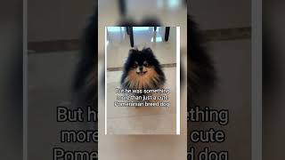 RIP TANNIE BABY 20172024 kimyeontan kimtaehyung views bts 1million fypシ゚ btsarmy RIP kpop [upl. by Bremble]