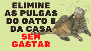 COMO ACABAR COM AS PULGAS DE MANEIRA ECONÔMICA SEM PREJUDICAR O GATO Vida de Gato [upl. by Rexer677]