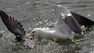 The gull who eats pigeons [upl. by Nnaeus]