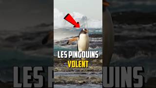 LES PINGOUINS NE SAVENT PAS VOLER [upl. by Sehguh]