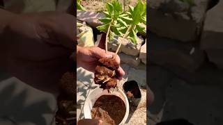 airlayering plumtree plum bestfruits punjab kitchengarden tarracegarden shorts viralvideo [upl. by Wilkey]