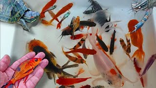 catch colorful fish koi fish ornamental fish and millions of other animals [upl. by Aleydis]