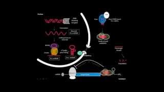 microRNA biogenesis [upl. by Vrablik429]