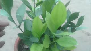 ruscus plant care growing watering tips and tricks all information Urdu Hindi Punjabi [upl. by Jabe]