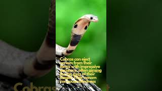 HOW POISONOUS is Cobras bite amp their IMPRESSIVE ACCURACY animals nature shorts viral cobra [upl. by Leach]