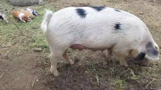 How We Raise Our Pigs for Cheap [upl. by Dukie]